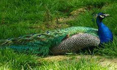 Blauer-Pfau_8112.jpg